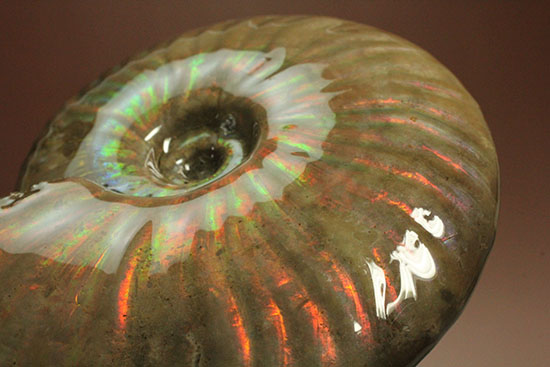 セクシー＆ゴージャスな味わい。ハイクラスな輝きを持つマダガスカル産アンモナイト(Ammonite)（その9）