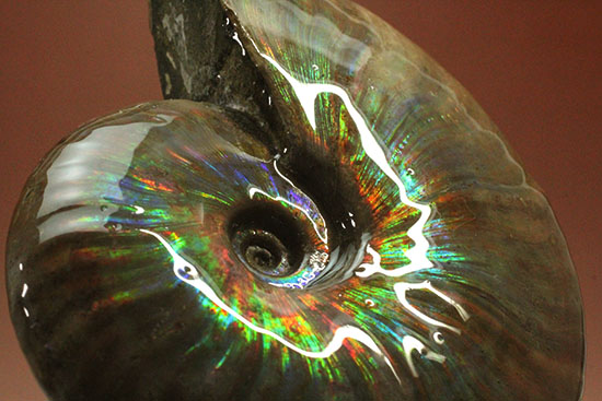 色・質・形・大きさ、大満足ハイクラスのマダガスカル産アンモナイト(Ammonite)（その10）