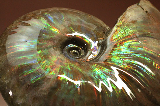 色・質・形・大きさ、大満足ハイクラスのマダガスカル産アンモナイト(Ammonite)（その13）