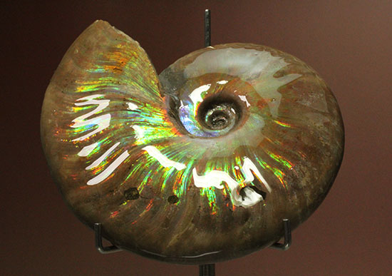 色・質・形・大きさ、大満足ハイクラスのマダガスカル産アンモナイト(Ammonite)（その15）
