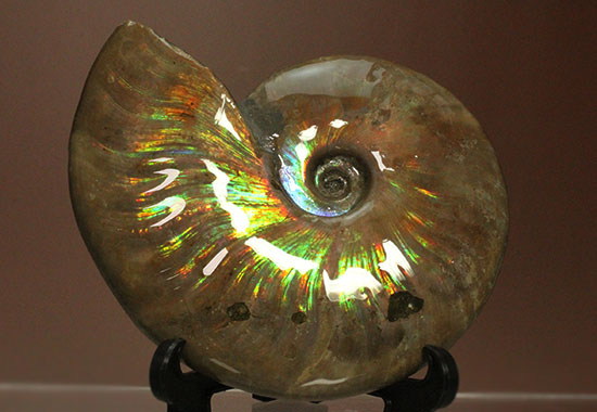色・質・形・大きさ、大満足ハイクラスのマダガスカル産アンモナイト(Ammonite)（その17）