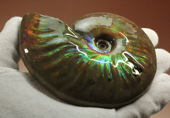 色・質・形・大きさ、大満足ハイクラスのマダガスカル産アンモナイト(Ammonite)（その2）