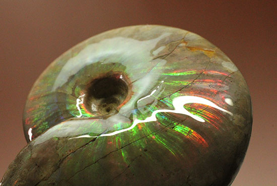 ハイクラスの輝き！希少なイリデッセンス（iridescence）を有する高品位マダガスカル産クレオニセラス(Cleoniceras)（その10）