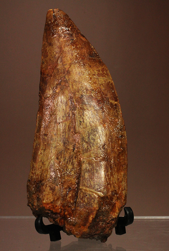巨大歯だ!!ロングカーブ12cm!!カルカロドントサウルス歯の巨大歯化石(その11)