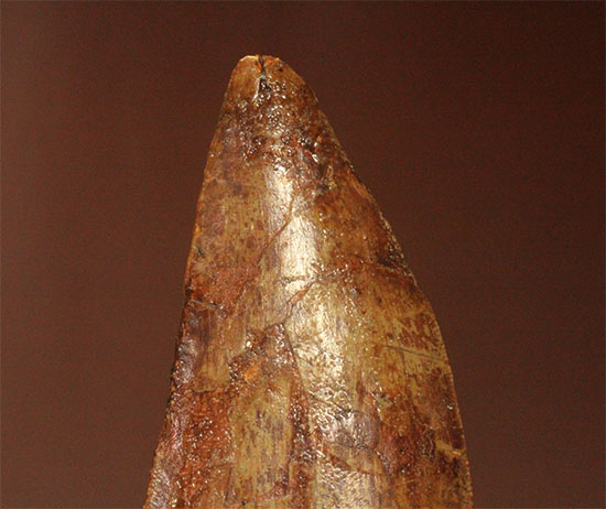 巨大歯だ!!ロングカーブ12cm!!カルカロドントサウルス歯の巨大歯化石(その13)