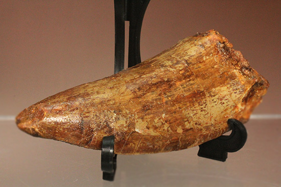 巨大歯だ!!ロングカーブ12cm!!カルカロドントサウルス歯の巨大歯化石(その18)