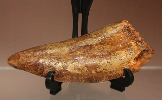 巨大歯だ!!ロングカーブ12cm!!カルカロドントサウルス歯の巨大歯化石(その2)