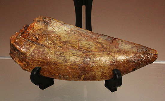 巨大歯だ!!ロングカーブ12cm!!カルカロドントサウルス歯の巨大歯化石(その3)