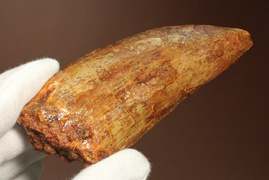 巨大歯だ!!ロングカーブ12cm!!カルカロドントサウルス歯の巨大歯化石(その5)