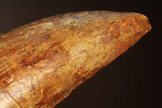 巨大歯だ!!ロングカーブ12cm!!カルカロドントサウルス歯の巨大歯化石(その6)
