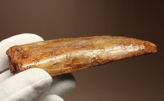 巨大歯だ!!ロングカーブ12cm!!カルカロドントサウルス歯の巨大歯化石(その9)