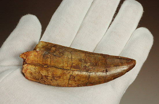 切れ味抜群！セレーションの保存状態が素晴らしい！カルカロ