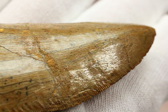 特筆すべき保存状態、美しい光沢を放つカルカロドントサウルス歯の巨大歯化石（その13）