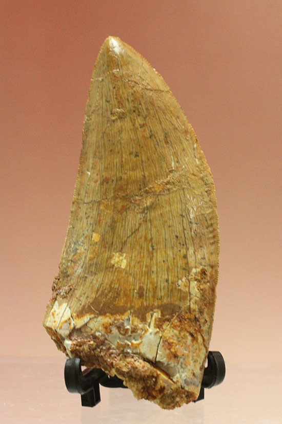 特筆すべき保存状態、美しい光沢を放つカルカロドントサウルス歯の巨大歯化石（その2）