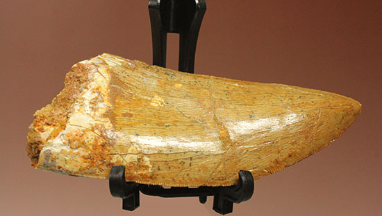 特筆すべき保存状態、美しい光沢を放つカルカロドントサウルス歯の巨大歯化石（その3）