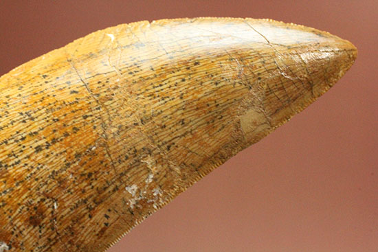 特筆すべき保存状態、美しい光沢を放つカルカロドントサウルス歯の巨大歯化石（その8）