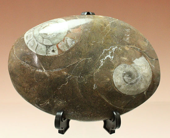 ゴニアタイト(goniatite)が2つ見られるプレート標本（その1）