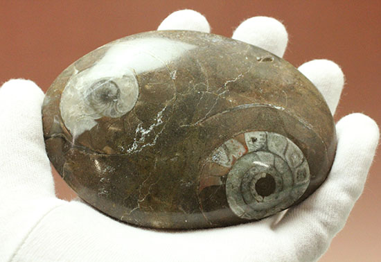 ゴニアタイト(goniatite)が2つ見られるプレート標本（その9）