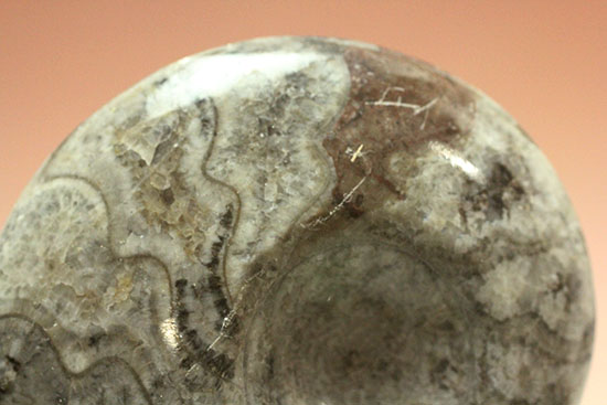 古生代の海の主役のひとつ、古型アンモナイトの仲間、ゴニアタイト(goniatite)（その10）
