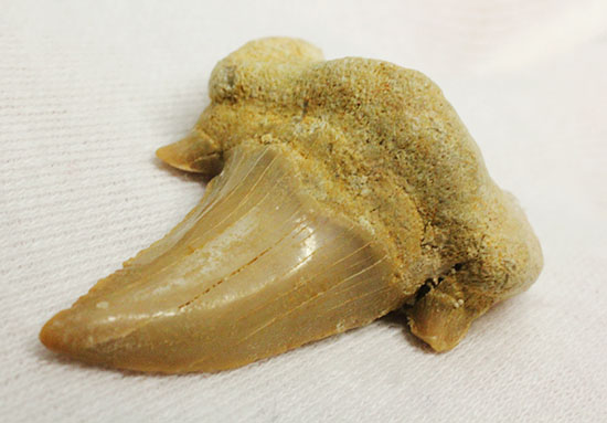 古代の海の食物連鎖の頂点にあった巨大鮫、オトダスの厚みのある歯化石（その1）