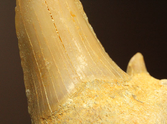 古代の海の食物連鎖の頂点にあった巨大鮫、オトダスの厚みのある歯化石（その10）