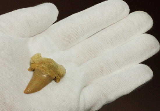 古代の海の食物連鎖の頂点にあった巨大鮫、オトダスの厚みのある歯化石（その2）