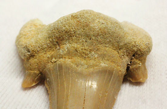 古代の海の食物連鎖の頂点にあった巨大鮫、オトダスの厚みのある歯化石（その3）