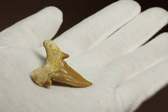 古代の海の食物連鎖の頂点にあった巨大鮫、オトダスの厚みのある歯化石（その5）