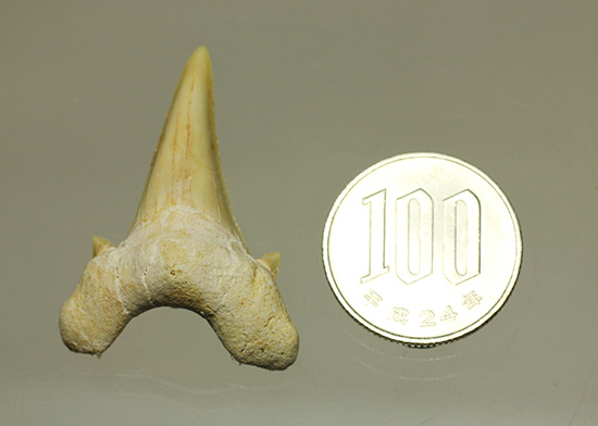 古代の海の食物連鎖の頂点にあった巨大鮫、オトダスの歯化石（その10）