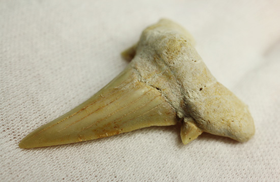 古代の海の食物連鎖の頂点にあった巨大鮫、オトダスの歯化石（その4）