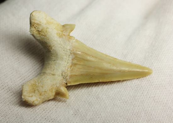 古代の海の食物連鎖の頂点にあった巨大鮫、オトダスの歯化石