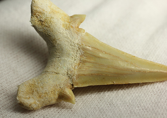 古代の海の食物連鎖の頂点にあった巨大鮫、オトダスの歯化石（その8）