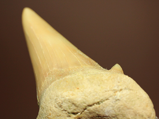 古代の海の食物連鎖の頂点にあった巨大鮫、オトダスの歯化石(その10)