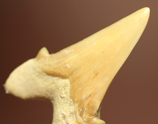 古代の海の食物連鎖の頂点にあった巨大鮫、オトダスの歯化石(その11)