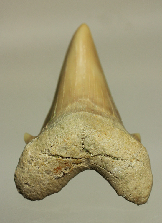 古代の海の食物連鎖の頂点にあった巨大鮫、オトダスの歯化石(その2)