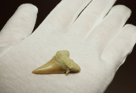 古代の海の食物連鎖の頂点にあった巨大鮫、オトダスの歯化石(その3)