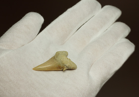 古代の海の食物連鎖の頂点にあった巨大鮫、オトダスの歯化石(その4)