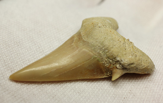 古代の海の食物連鎖の頂点にあった巨大鮫、オトダスの歯化石（その5）