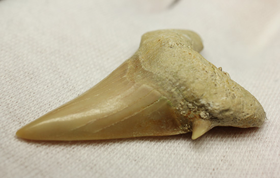 古代の海の食物連鎖の頂点にあった巨大鮫、オトダスの歯化石(その5)