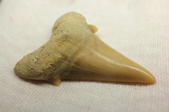 古代の海の食物連鎖の頂点にあった巨大鮫、オトダスの歯化石(その6)