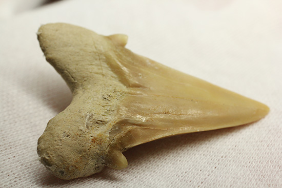 古代の海の食物連鎖の頂点にあった巨大鮫、オトダスの歯化石（その7）