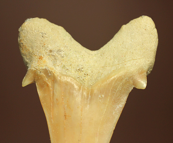 古代の海の食物連鎖の頂点にあった巨大鮫、オトダスの歯化石(その8)