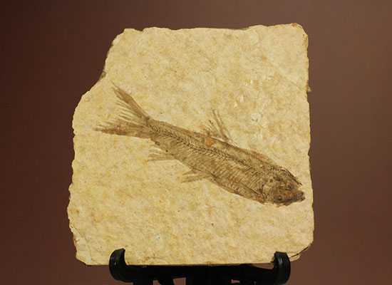 骨の数まで数えられる！完全名保存状態のニシン科の魚化石ナイティア(Knightia)（その1）