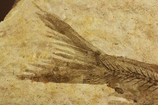 骨の数まで数えられる！完全名保存状態のニシン科の魚化石ナイティア(Knightia)（その10）