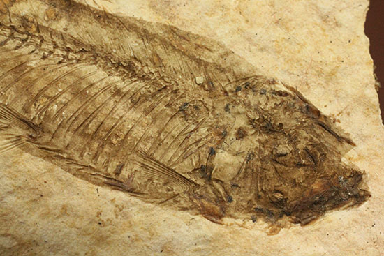 骨の数まで数えられる！完全名保存状態のニシン科の魚化石ナイティア(Knightia)（その13）