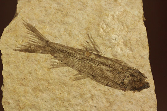 骨の数まで数えられる！完全名保存状態のニシン科の魚化石ナイティア(Knightia)（その2）