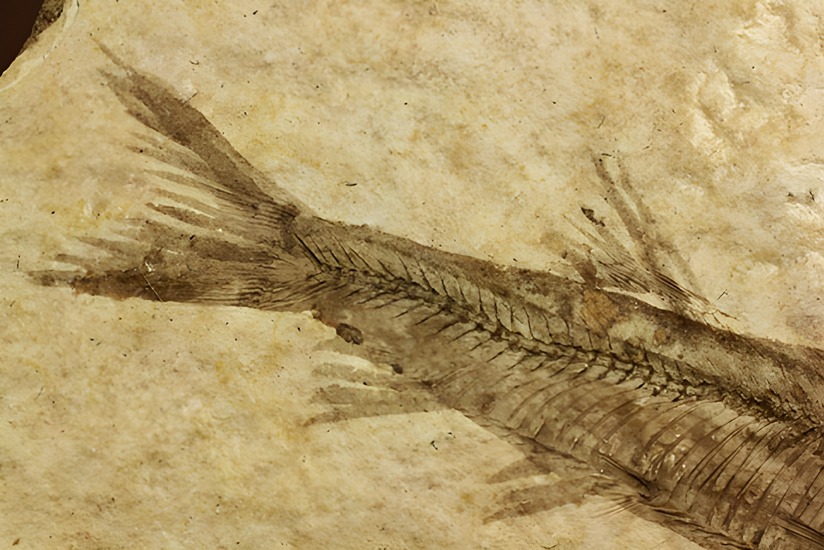 骨の数まで数えられる！完全名保存状態のニシン科の魚化石ナイティア