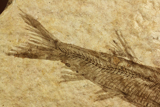骨の数まで数えられる！完全名保存状態のニシン科の魚化石ナイティア(Knightia)（その4）