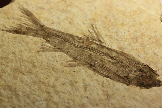 骨の数まで数えられる！完全名保存状態のニシン科の魚化石ナイティア(Knightia)（その9）