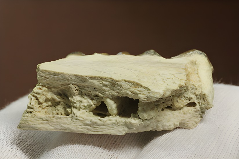 希少！サウスダコタ産哺乳類の歯化石4点セット(Mammal teeth) 化石 販売